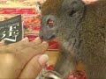 Ravaging Lemurs, Madagascar