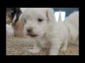videos de pups