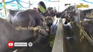డైరీ ఫారం Successful Buffalo Dairy