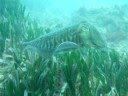 videos de Sepia a Cala Sant Francesc