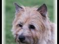 Reading- Col. Potter Cairn Rescue