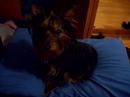 Yorkie Got Milk?