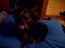 Yorkie Got Milk?