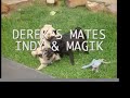 MEET DEREK THE PUG MEET DEREK THE PUG