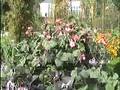 videos de Tropisch vordenstein 9 - Tulbaghia violacea