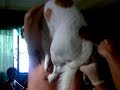 Annual Immunization 2008 (Part 2)