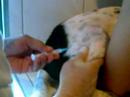 Annual Immunization 2008 (Part 2)