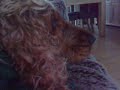 Molli watchin lions on telly Molli watchin lions on telly