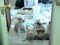 YUKONJAK ALASKAN MALAMUTES