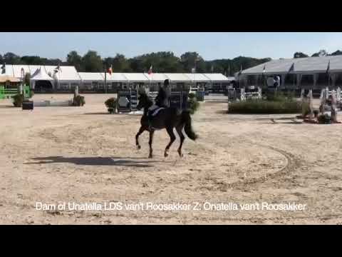 Dam of Unatella LDS van't Roosakker Z: Onatella van't Roosakker