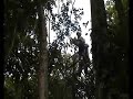Costa Rica Canopy (I am Tarzan!!)