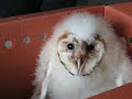 Barn Owlet Hissing