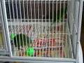 Paddy, Golden-wing, and Erin, Cobalt-winged Parakeets