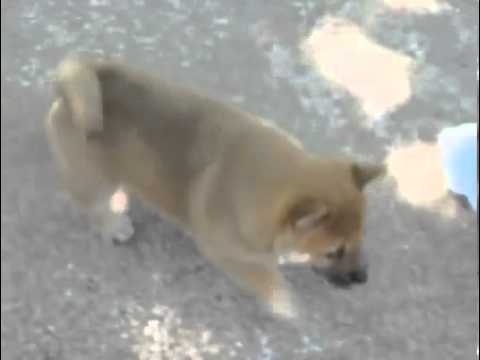 Katsu ~ Red Shiba Girl ~ Champion Sired! Video!!