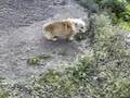 鷹巣にあるとある道場の犬