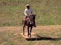 Backcountry and Trail Riding Horse Backcountry and Trail Riding Horse