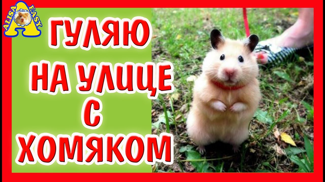 МОЖНО ГУЛЯТЬ С ХОМЯКОМ НА УЛИЦЕ? / ПРОГУЛКА ХОМКИ / Alisa Easy Pets