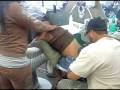 videos de Porche's butterfly