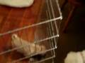 videos de 8/29/2008 Bella's First Visit with Jack, Charlie & Oliver !
