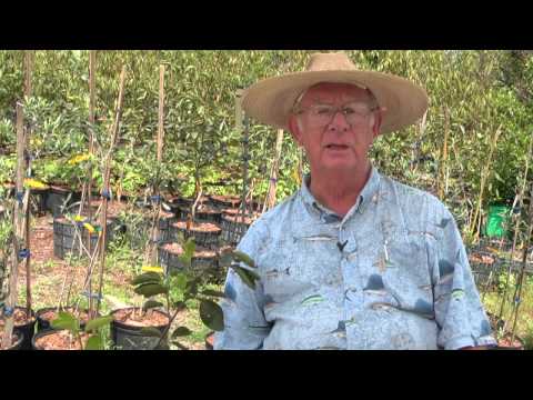 How to Grow Persimmon Trees
