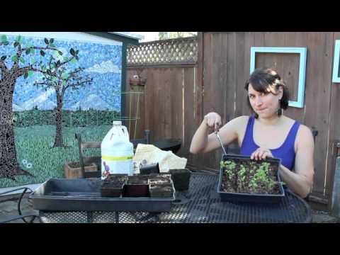 how to transplant seedlings