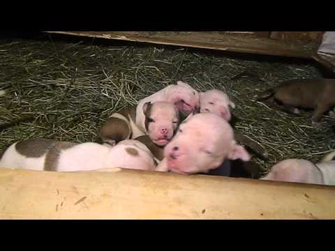American Bulldog puppies