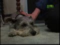 Breed All About It - Schnauzer