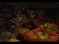 Sugar Shack gets fed