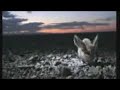 Long eared jerboa Long eared jerboa
