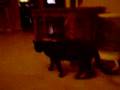 videos de cat mania