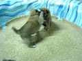 Shiba Inu puppies playing 9/1/08 Shiba Inu puppies playing 9/1/08