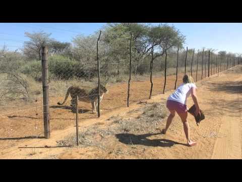 wildlife - www.maloupettersson.se. OBS watch in HD otherwise the quality is super mega shitty haha. A little movie from when I went to Namibia in june 2013. Was working...