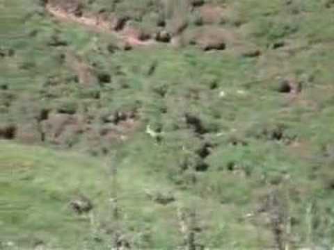 Stoat chasing Rabbits