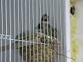 Darrrrek - Breeding Carduelis carduelis 2