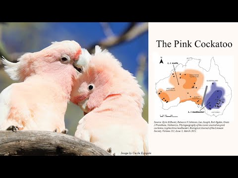 <p>Ecoacoustic monitoring of the endangered Pink Cockatoo in semi-arid Eastern Australia: insights into spatial and temporal patterns</p>
 video thumbnail