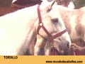 pelajes criollos