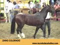 pelajes criollos