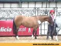 pelajes criollos