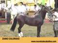 Pelajes criollos