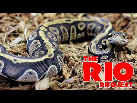 YouTube reptile video