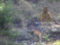 Bucks by Earth Songs Bucks by Earth Songs