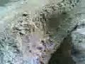 corse pazze di palline pelose sulla sabbia corse pazze di palline pelose sulla sabbia