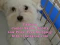 Maltipoo Puppy Maltipoo Puppy