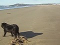 Newfoundland Dog On The Beach