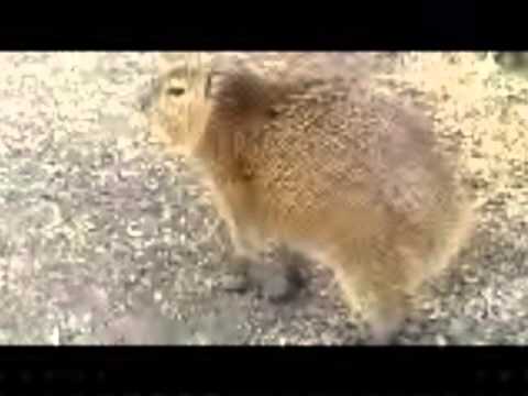 Capybara Aggression