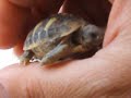 piccola tartaruga muove i primi passi piccola tartaruga muove i primi passi