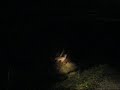 Deer Sightings In The Polaris Ranger Deer Sightings In The Polaris Ranger