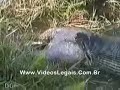 sucurixcapivara