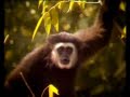 NATIONAL GEOGRAPHIC CHANNEL DEUTSCHLAND Affe in der Pubertät