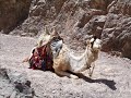 Quadbikes in Egypt